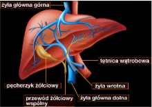 wątroba ludzka