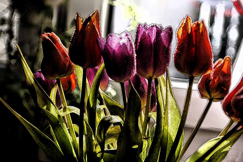 tulipany